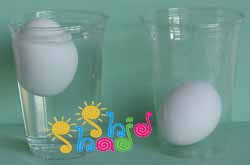 تخم-مرغ-شناور